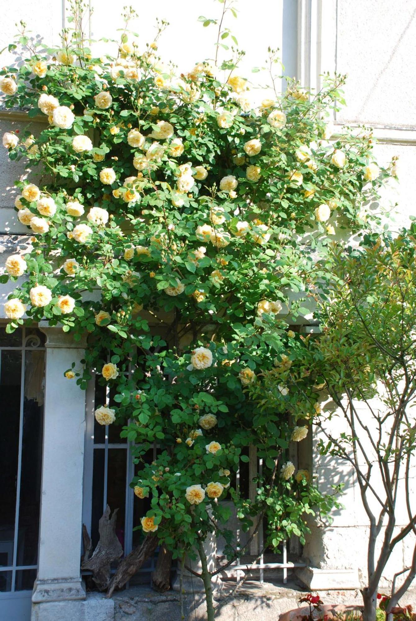 Domaine De L'Oie Rouge Bed & Breakfast Les Rosiers-sur-Loire Exterior photo